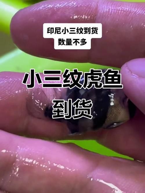 印尼三紋虎的市場價(jià)格是多少？，印尼三紋虎的價(jià)格是多少印尼三紋虎的市場價(jià)格是多少
