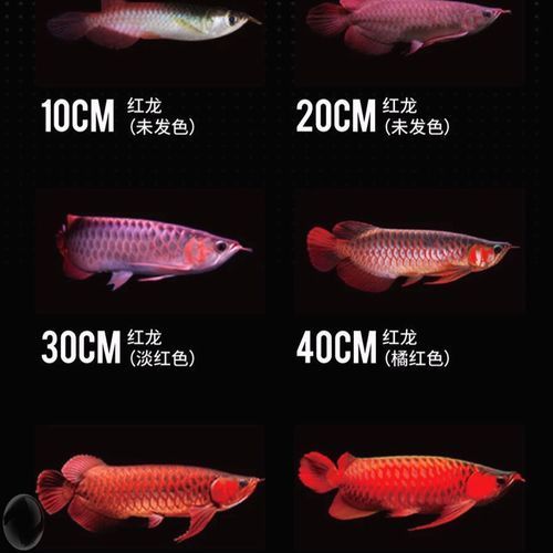紅化白子銀龍的飼養方法有哪些？，紅化白子銀龍的飼養方法