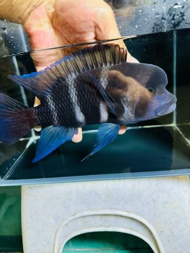 如何辨別伊巴卡魚的品相？，如何辨別伊巴卡魚的品相,伊巴卡魚（ibaka）