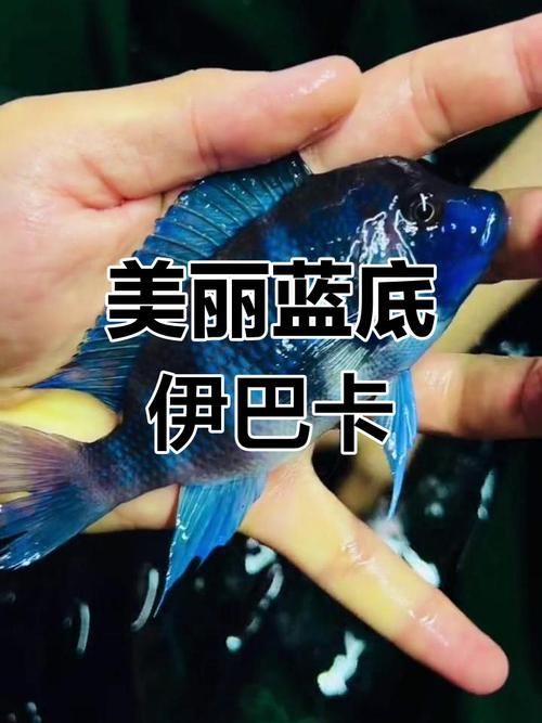 如何辨別伊巴卡魚的品相？，如何辨別伊巴卡魚的品相,伊巴卡魚（ibaka）