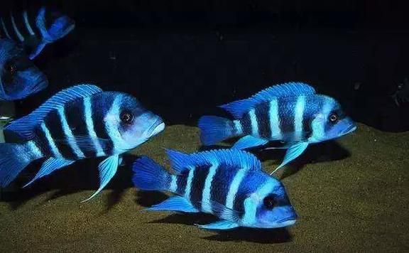 如何辨別伊巴卡魚的品相？，如何辨別伊巴卡魚的品相,伊巴卡魚（ibaka）