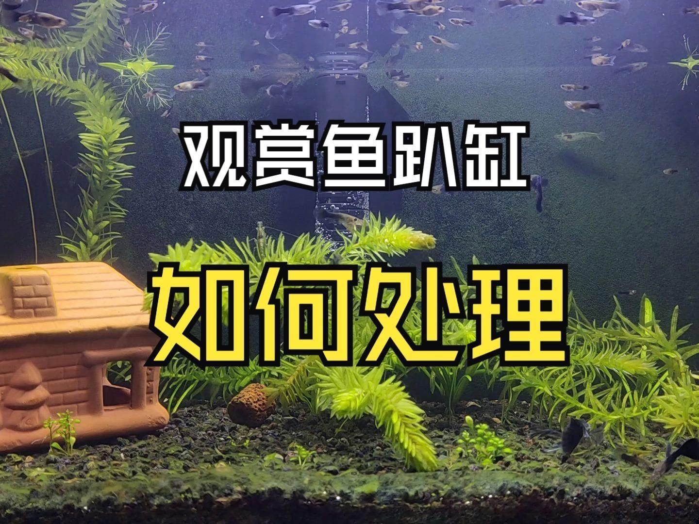 有哪些魚兒容易趴缸