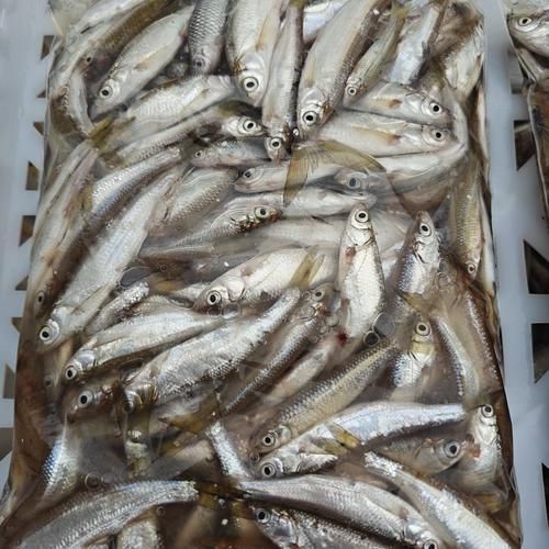 如何判斷龍魚飼料是否新鮮？，如何判斷龍魚飼料新鮮度