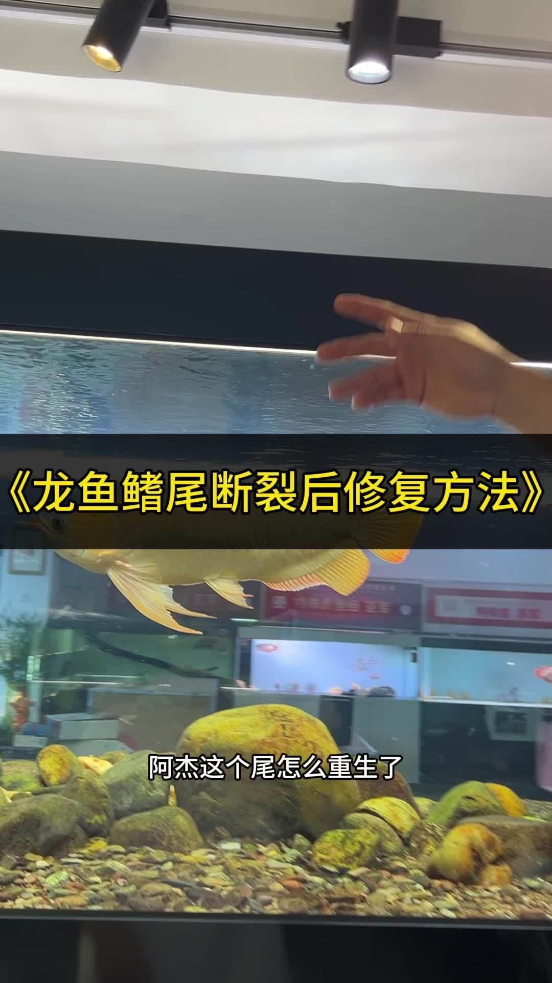 有哪些龍魚品種斷尾后恢復最好？，龍魚品種斷尾后恢復情況較好的特征分析其原因分析