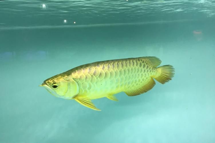 給我推薦一些招財龍魚的圖片，招財龍魚圖片欣賞