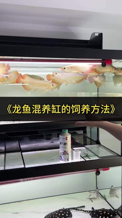 推薦一些適合紅龍幼苗的飼料，如何判斷紅龍幼苗是否健康