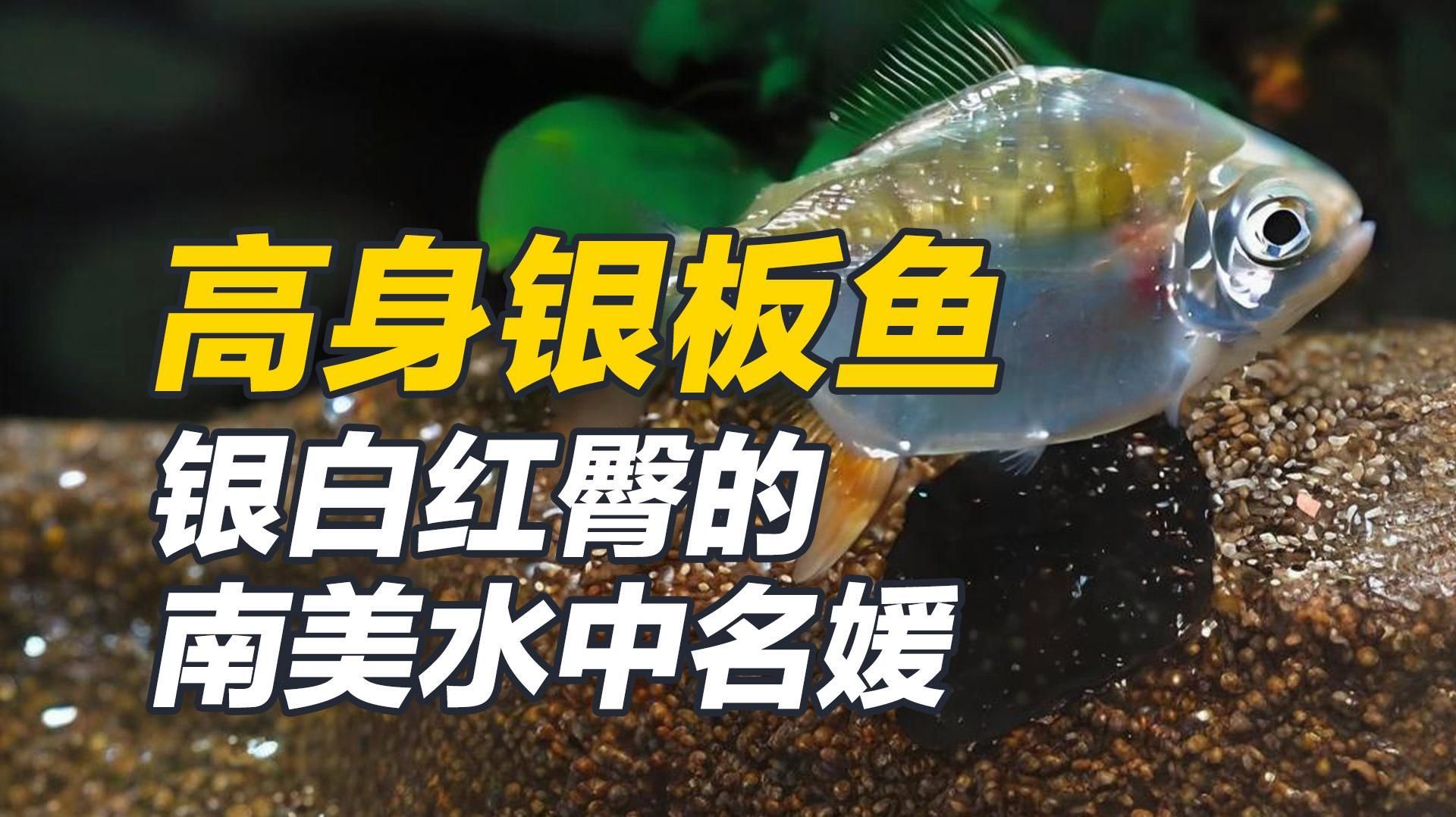 如何判斷銀板魚是否適應水質，如何判斷銀板魚是否適應了新的水質環境