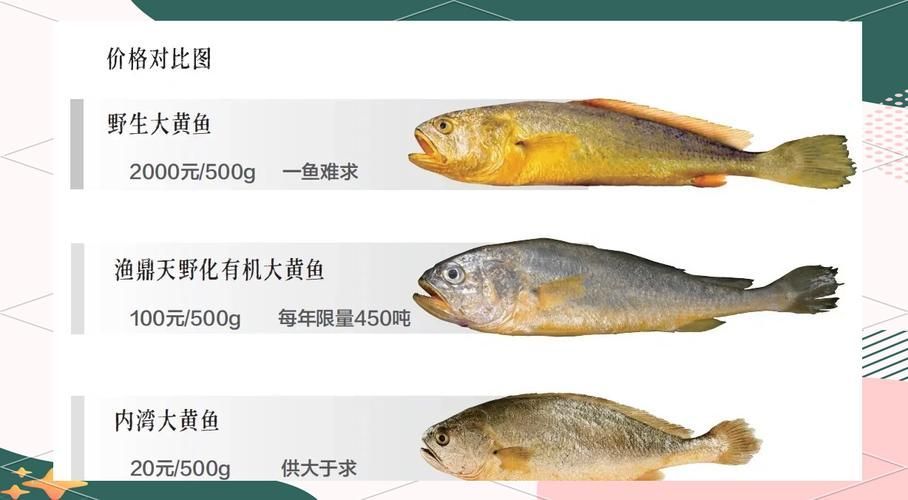 觀賞金龍魚和食用大黃魚有何區別？，觀賞金龍魚與食用大黃魚的區別