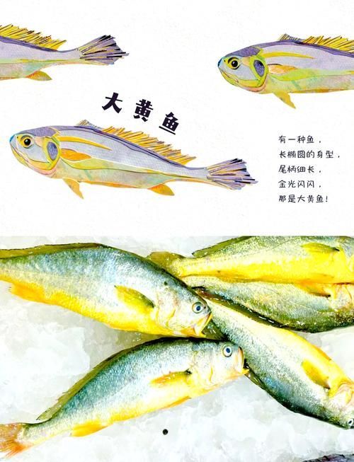 觀賞金龍魚和食用大黃魚有何區別？，觀賞金龍魚與食用大黃魚的區別