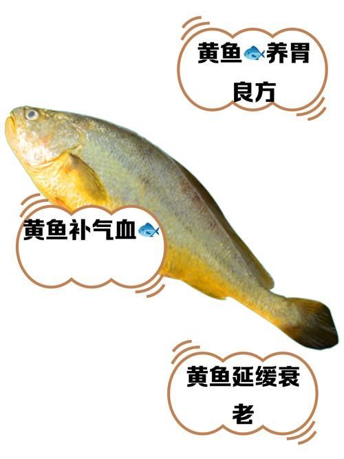 觀賞金龍魚和食用大黃魚有何區別？，觀賞金龍魚與食用大黃魚的區別