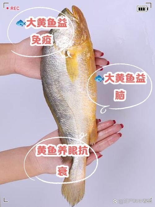 觀賞金龍魚和食用大黃魚有何區別？，觀賞金龍魚與食用大黃魚的區別