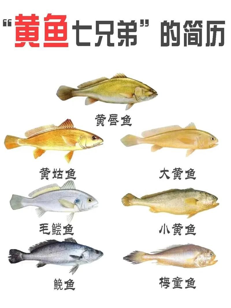 觀賞金龍魚和食用大黃魚有何區別？，觀賞金龍魚與食用大黃魚的區別
