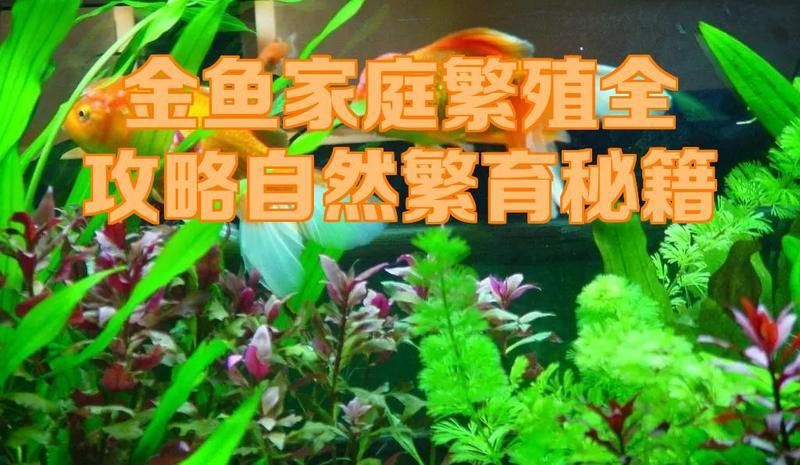 金魚繁殖需要哪些條件，金魚家庭繁殖全攻略