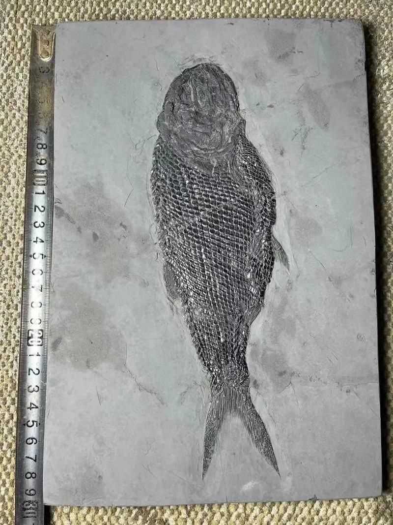 興義龍魚與現代龍魚有何區別？，興義龍魚與現代龍魚的區別
