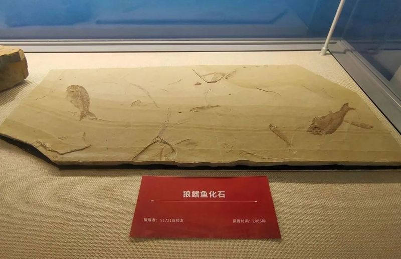 興義龍魚與現代龍魚有何區別？，興義龍魚與現代龍魚的區別