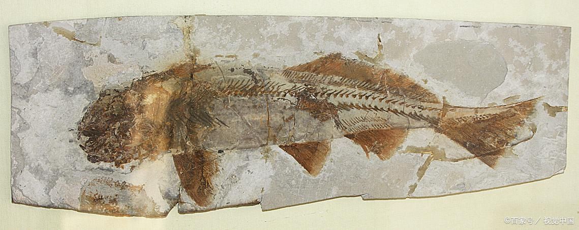 興義龍魚(yú)與現(xiàn)代龍魚(yú)有何區(qū)別？，興義龍魚(yú)與現(xiàn)代龍魚(yú)的區(qū)別
