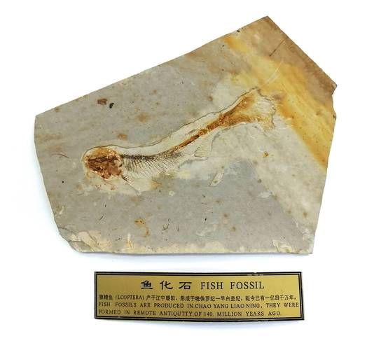 興義龍魚與現代龍魚有何區別？，興義龍魚與現代龍魚的區別