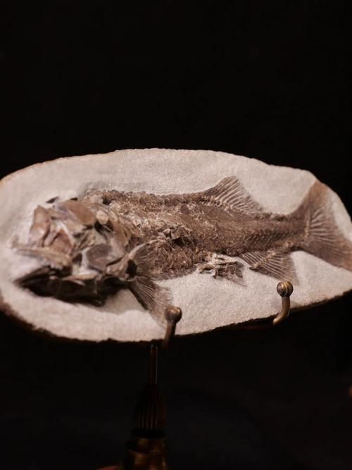 興義龍魚(yú)與現(xiàn)代龍魚(yú)有何區(qū)別？，興義龍魚(yú)與現(xiàn)代龍魚(yú)的區(qū)別