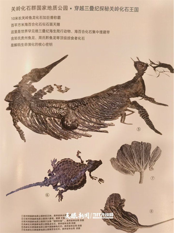 興義龍魚與現代龍魚有何區別？，興義龍魚與現代龍魚的區別