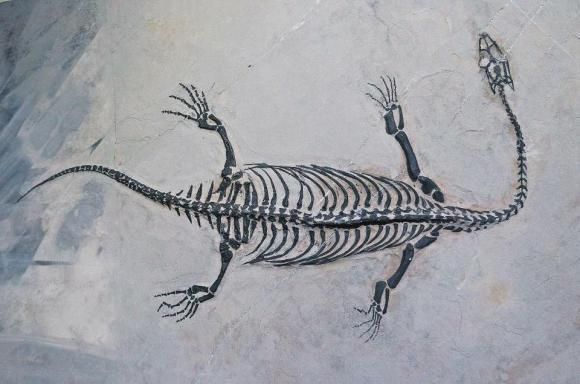 興義龍魚與現代龍魚有何區別？，興義龍魚與現代龍魚的區別