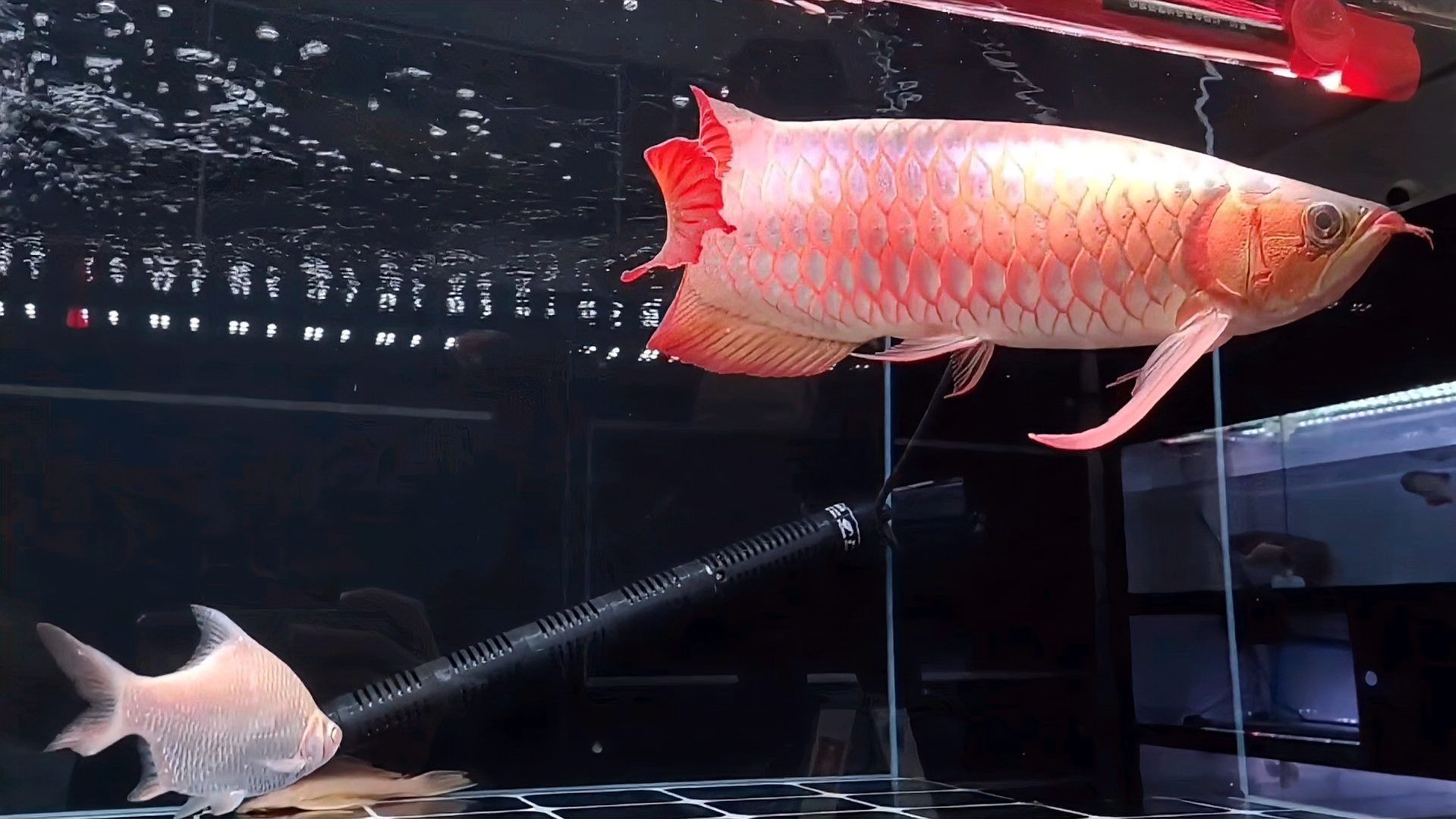 晚上關燈后龍魚會跳缸嗎？，晚上關燈后龍魚會跳缸嗎