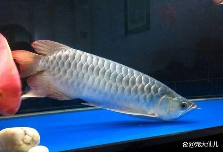 能否提供龍魚趴缸的詳細圖片教程，如何判斷龍魚趴缸是否由疾病引起