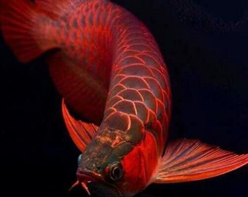 能否提供龍魚趴缸的詳細圖片教程，如何判斷龍魚趴缸是否由疾病引起
