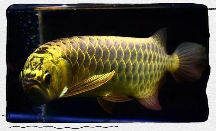 能否提供龍魚趴缸的詳細圖片教程，如何判斷龍魚趴缸是否由疾病引起