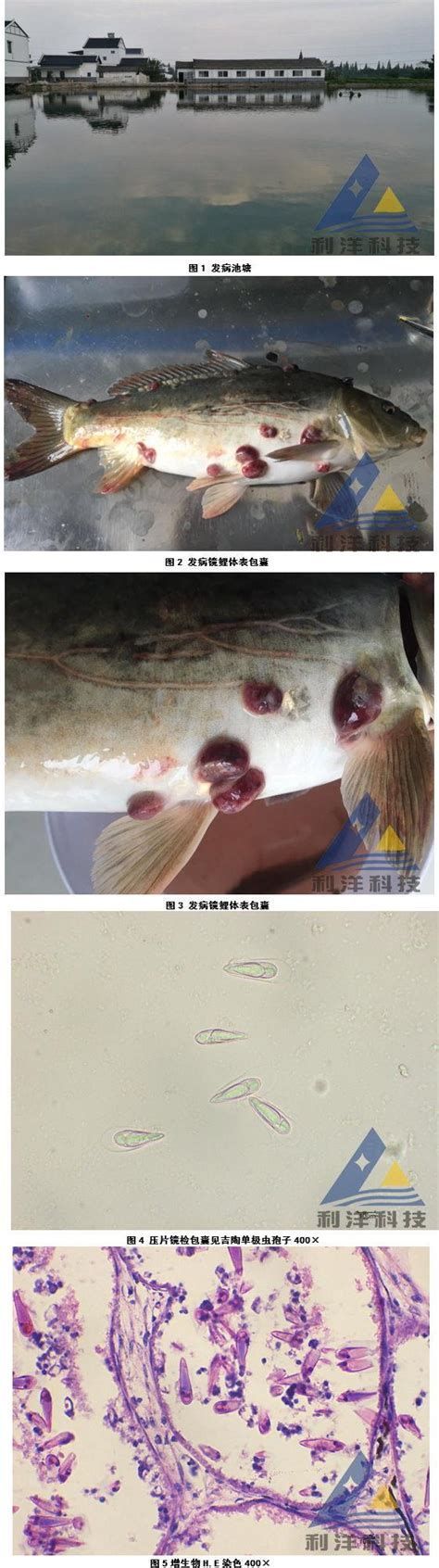 龍魚爛鰓最怕三個東西圖片，龍魚爛鰓最怕的三個因素至關重要