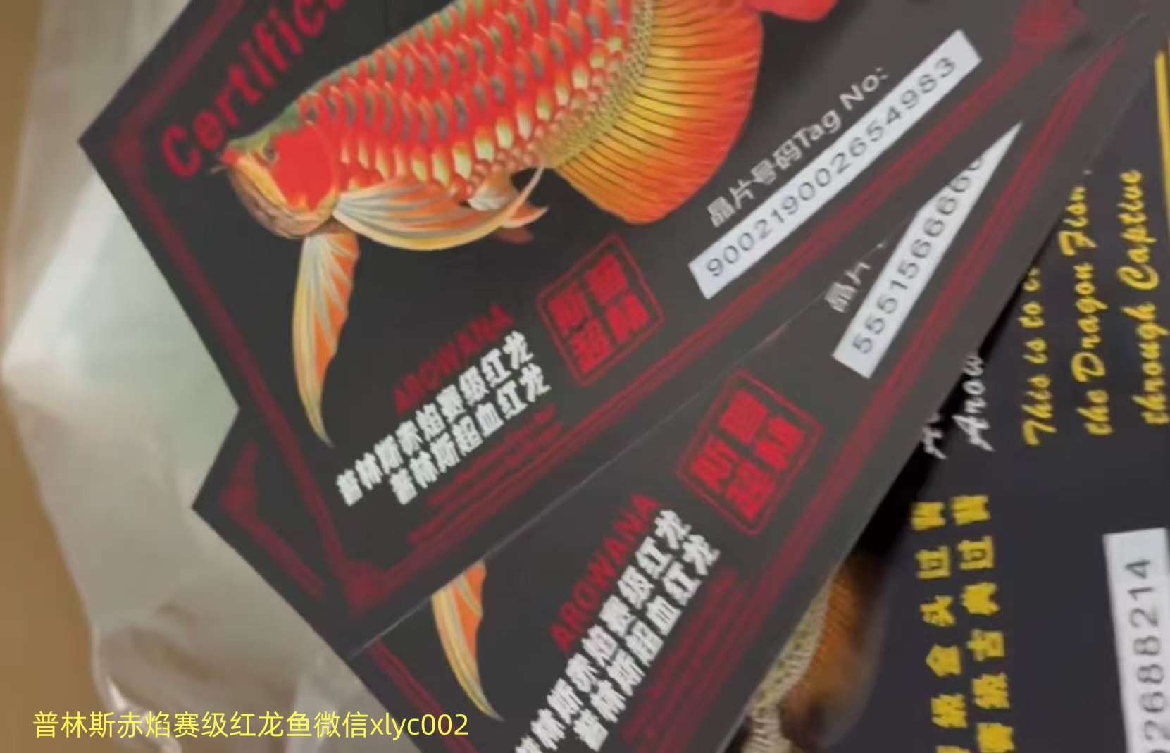 普林斯紅龍魚：普林斯赤焰賽級紅龍魚