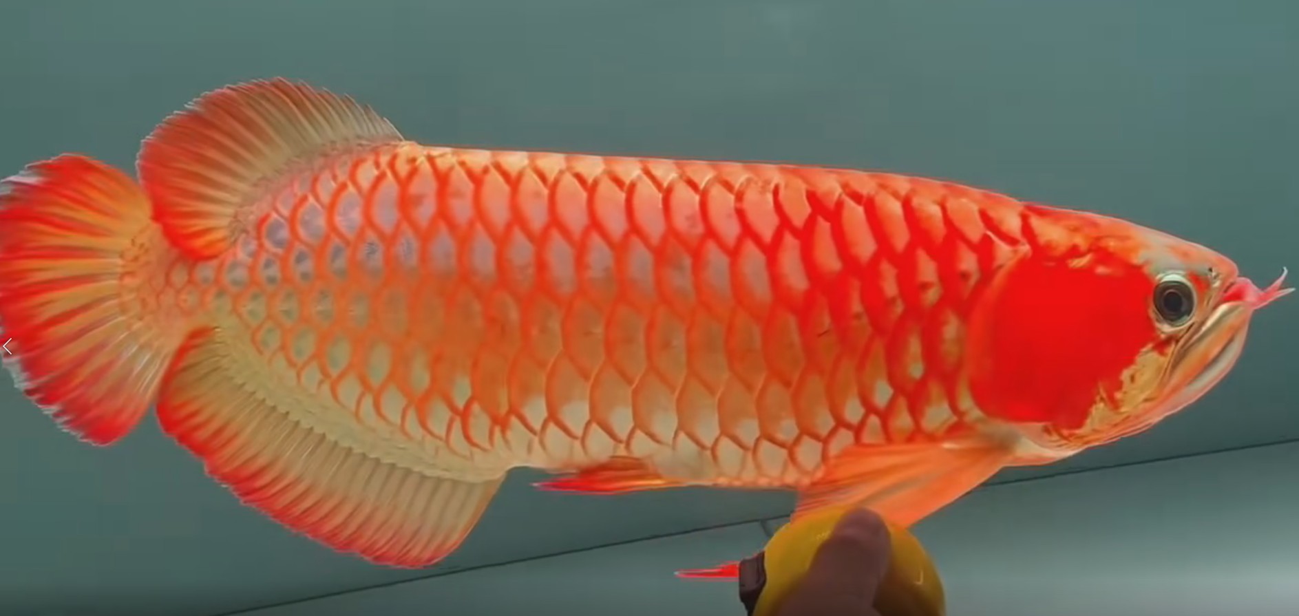 60公分賽級鼓喉慢熱老炮頭紅龍魚，60公分賽級鼓喉慢熱老炮頭紅龍魚60公分賽級鼓喉慢熱老炮頭