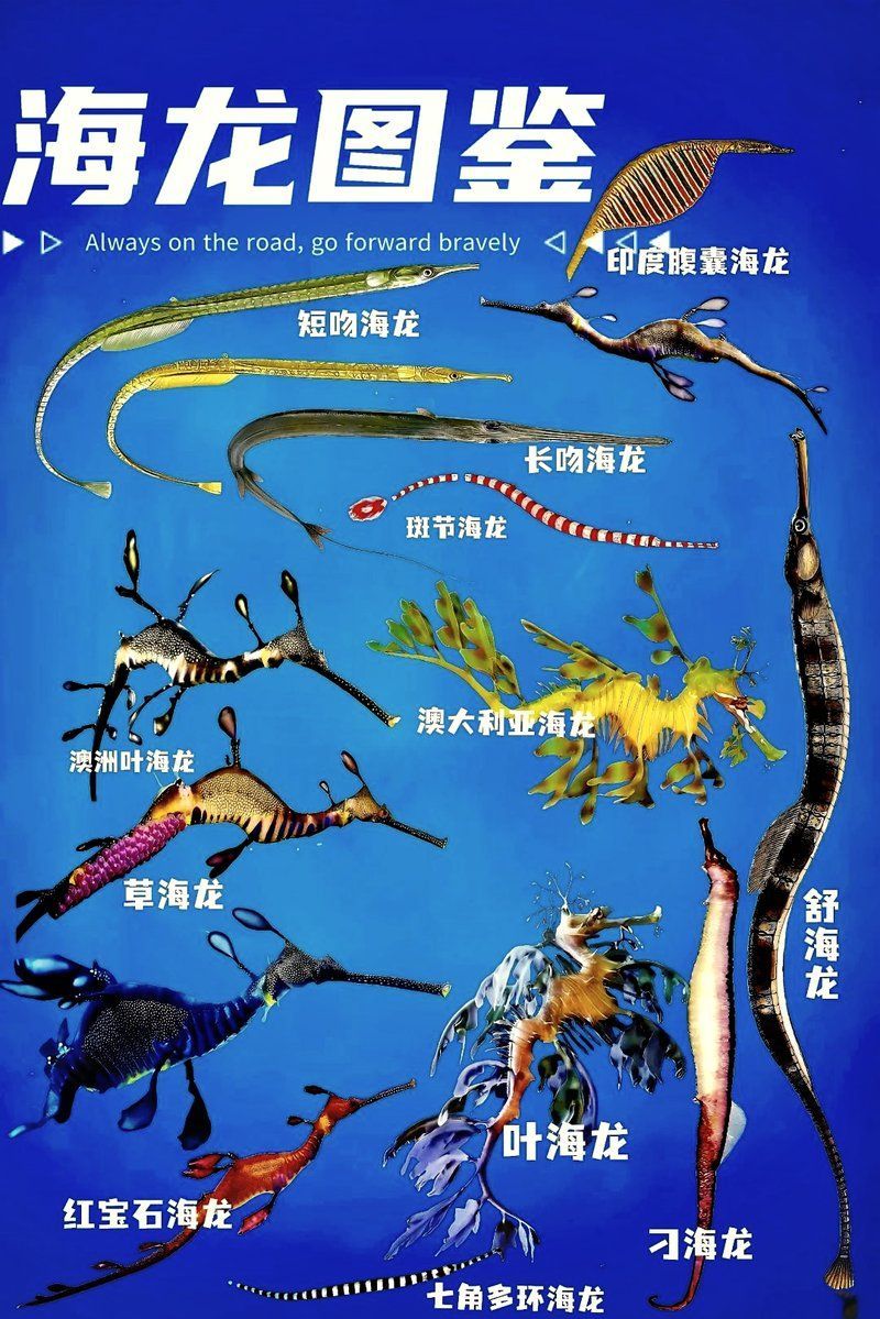海龍魚的生活習性是怎樣的？，海龍魚的生活習性