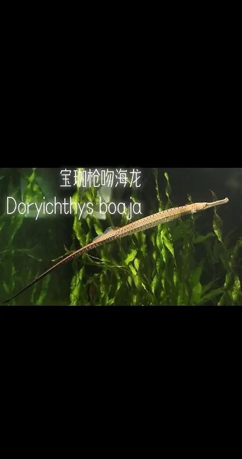 海龍魚的生活習性是怎樣的？，海龍魚的生活習性