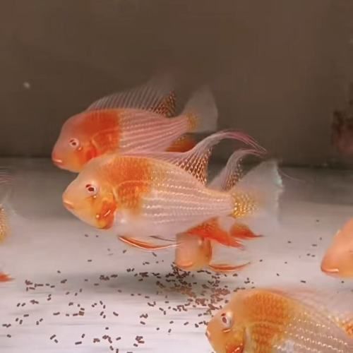 如何辨別元寶鳳凰魚的品相？，元寶鳳凰魚有哪些常見品種元寶鳳凰魚品相評分表