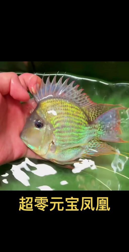 如何辨別元寶鳳凰魚的品相？，元寶鳳凰魚有哪些常見品種元寶鳳凰魚品相評分表