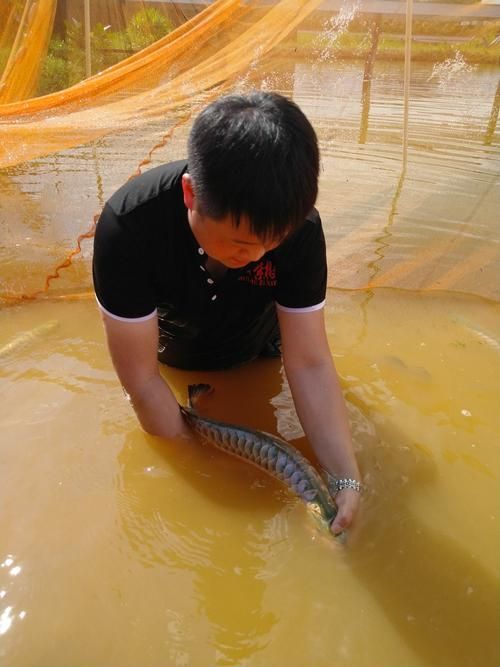 如何聯系故城龍魚養殖場？，故城龍魚養殖場如何聯系故城龍魚養殖場？