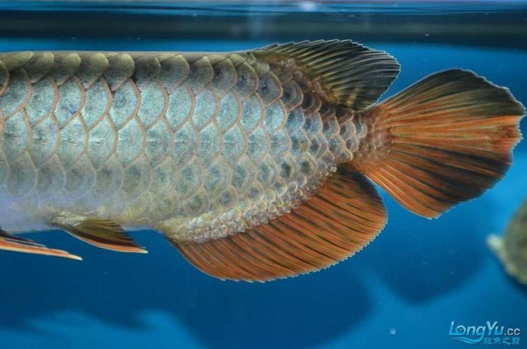 如何辨別正安龍魚的真偽，如何辨別正安龍魚