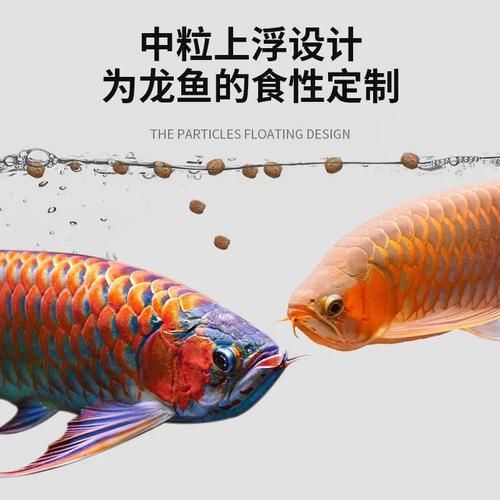 祥龍魚(yú)場(chǎng)魚(yú)糧的價(jià)格是多少？，祥龍魚(yú)場(chǎng)魚(yú)糧價(jià)格是多少？