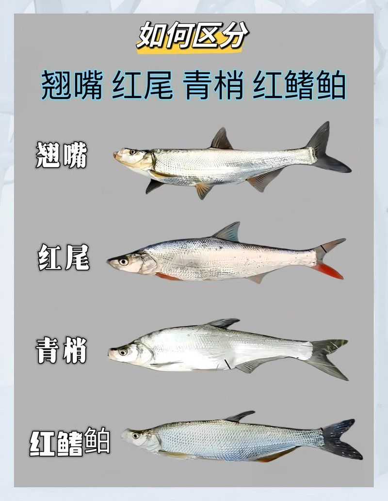 如何區分紅尾魚和翹嘴魚，如何區分紅尾魚和翹嘴魚紅尾魚和翹嘴魚哪個更有營養