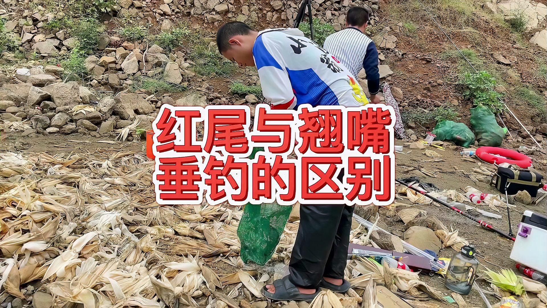 如何區分紅尾魚和翹嘴魚，如何區分紅尾魚和翹嘴魚紅尾魚和翹嘴魚哪個更有營養