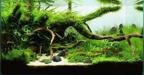 給我推薦一些適合1米5魚缸的裝飾品，1米5的魚缸裝飾品選購指南|*裝飾品選購指南