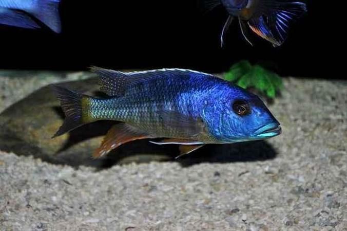 如何區分馬龍魚和海龍？