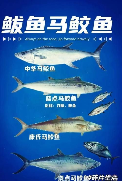如何區分馬龍魚和海龍？