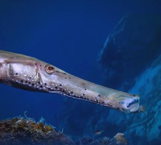 如何區分馬龍魚和海龍？