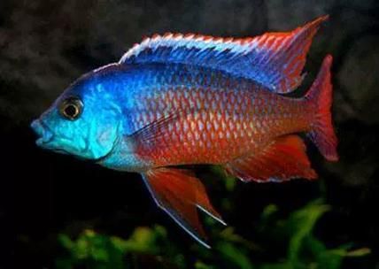 如何區分馬龍魚和海龍？