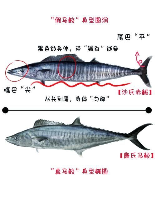 如何區分馬龍魚和海龍？