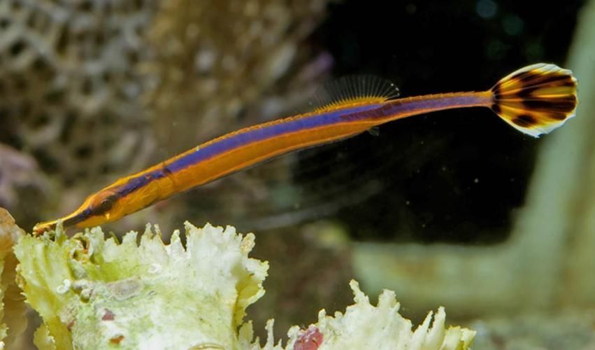 如何區分馬龍魚和海龍？