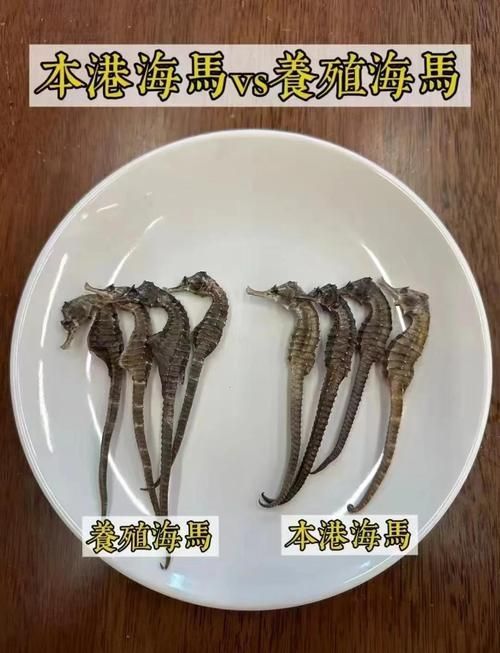 如何區分馬龍魚和海龍？