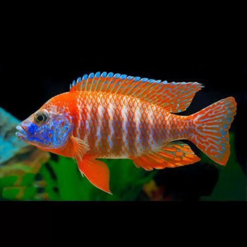 如何區分馬龍魚和海龍？