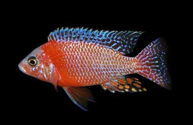 如何區分馬龍魚和海龍？